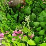 Lophospermum erubescens 整株植物