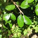 Ficus pumila Blatt