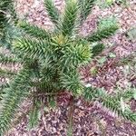 Araucaria araucanaഇല