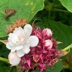 Clerodendrum chinense Flor