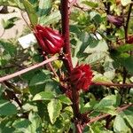 Hibiscus sabdariffa Corteza