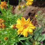 Coreopsis grandifloraLorea