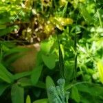 Bromus sterilis Fruit