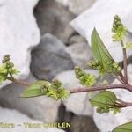 Dioscorea pyrenaica Flower