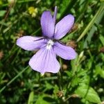Viola cornuta Õis