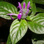 Justicia brenesii Flor