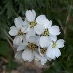 Achillea erba-rotta Blomma
