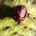 Opuntia oricola Fruit