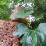 Trichosanthes dioica Kvet
