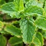 Mentha × rotundifolia Liść