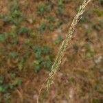 Molinia caerulea Frucht