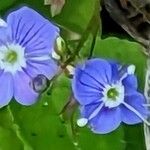 Veronica americana Blomma