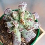 Adromischus cooperi Blad