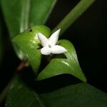 Faramea guianensis പുഷ്പം