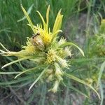 Senecio cacaliaster ফুল