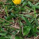 Ranunculus bullatus 整株植物