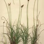 Carex pyrenaica অভ্যাস