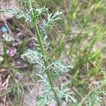 Adenophyllum porophyllum Leaf