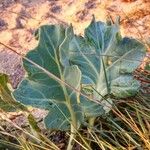 Crambe maritima Blad