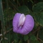 Centrosema pubescens Flor