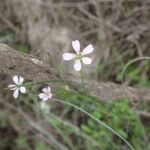 Petrorhagia saxifraga Цвят