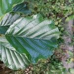 Alnus glutinosa Folio