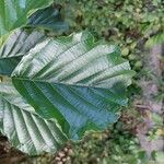 Alnus glutinosa Blad