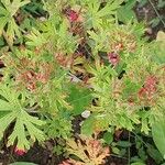 Geranium columbinum Leaf