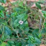 Elephantopus elatus Hoja