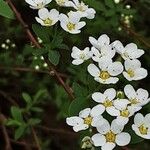 Spiraea thunbergii Kukka