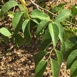 Olax dissitiflora Leaf