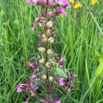 Pedicularis palustris Žiedas