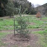 Quercus agrifolia Hábito