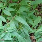 Teucrium canadense Blatt