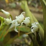 Cyrtorchis ringens Flower