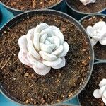 Echeveria laui Hoja