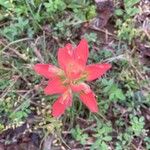 Castilleja indivisa फूल