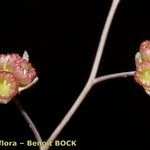 Omphalodes linifolia Fruit