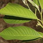 Annona reticulata পাতা