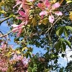 Ceiba speciosa Flor