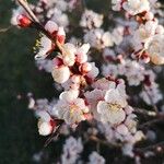 Prunus armeniaca Floare