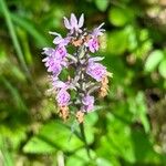 Dactylorhiza fuchsiiKvět