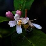 Citrus limon फूल