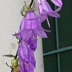 Campanula rapunculoides Кветка