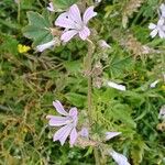 Malva multiflora പുഷ്പം