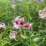 Lilium speciosum Kvet