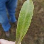 Limonium humile Leaf