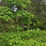 Acer triflorum Habitus