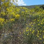 Genista aetnensis Habit