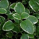 Plectranthus madagascariensis Folha